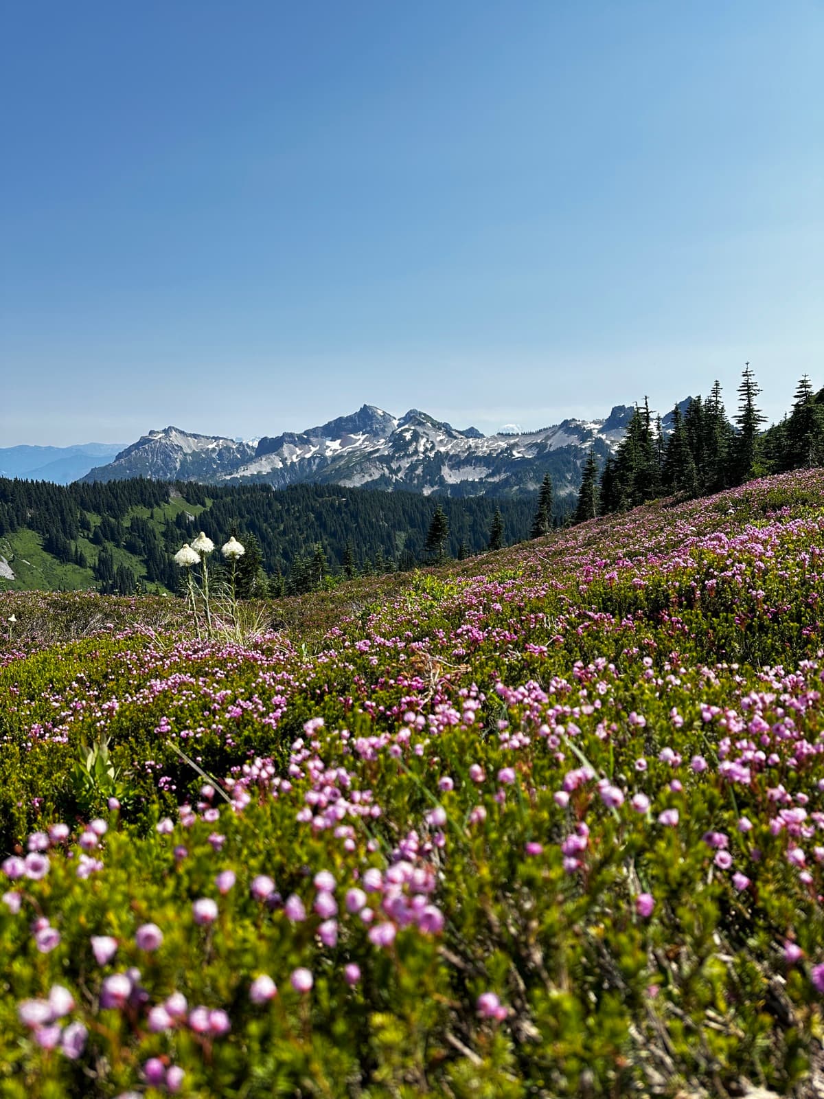 Paradise, Mt Rainier NP